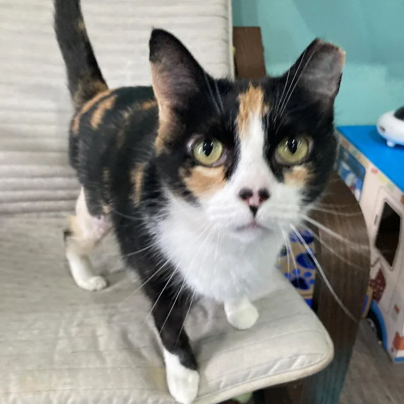 Purrina thumbnail 3