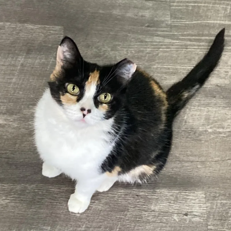 Purrina thumbnail 4