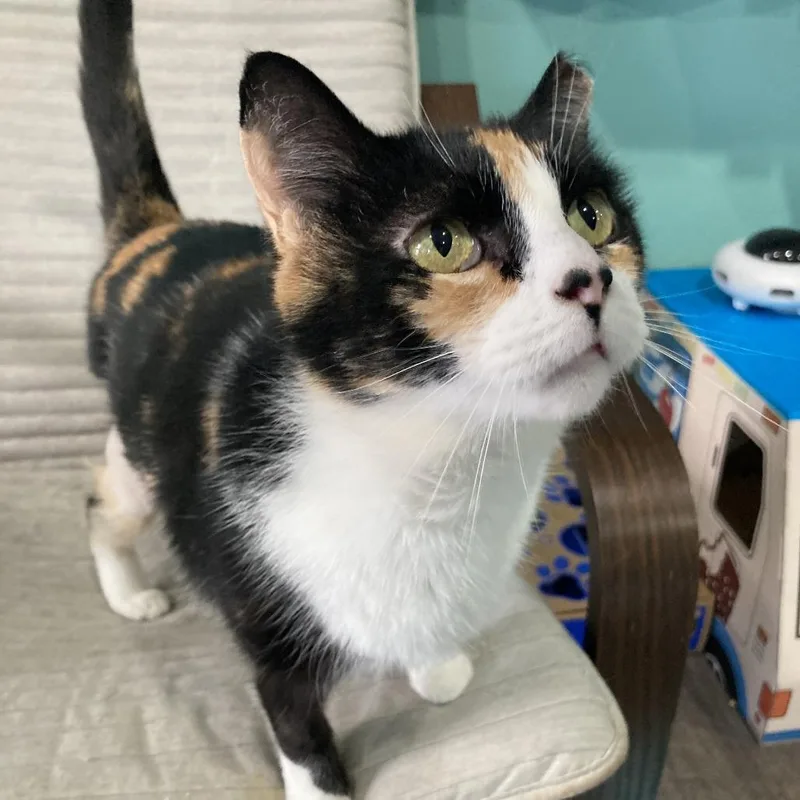 Purrina thumbnail 5