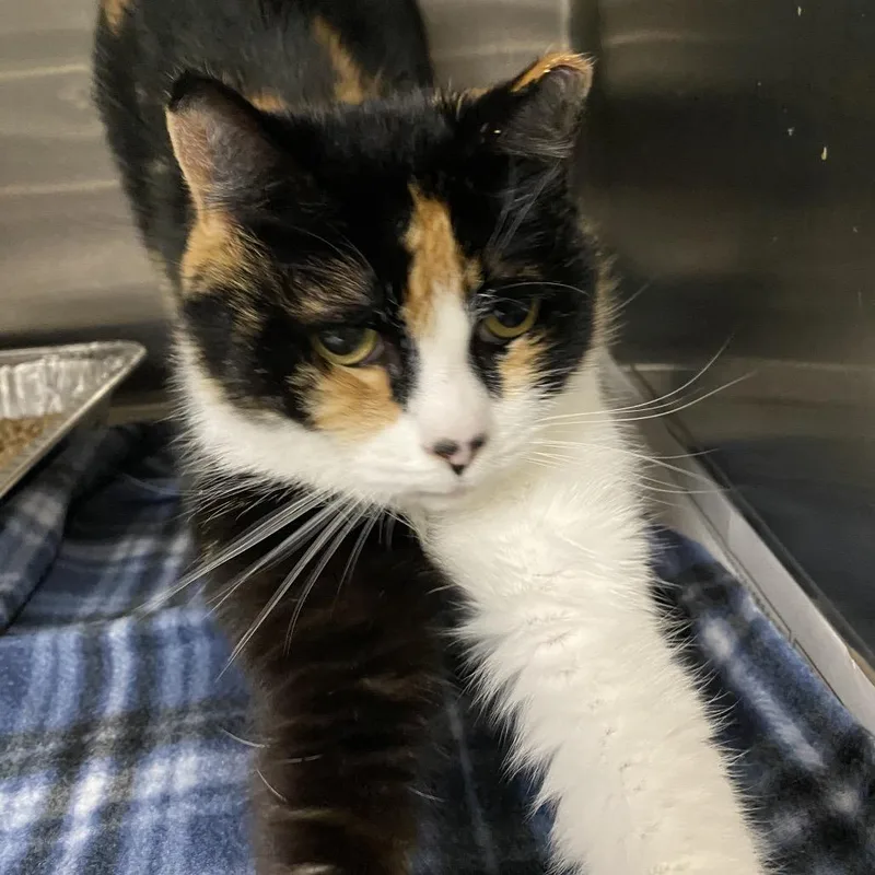 Purrina thumbnail 6