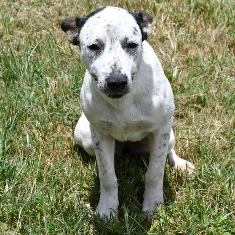A young medium-sized female White / Cream Australian Cattle Dog / Blue Heeler dog named Skye for adoption in Beaumont, TX