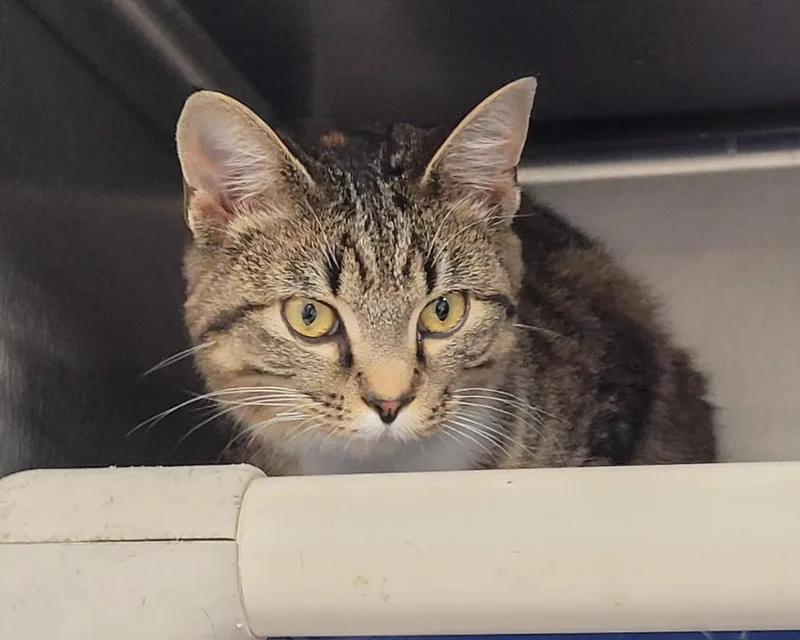 A young large-sized female Domestic Short Hair cat named Winona for adoption in Hopkinsville, KY