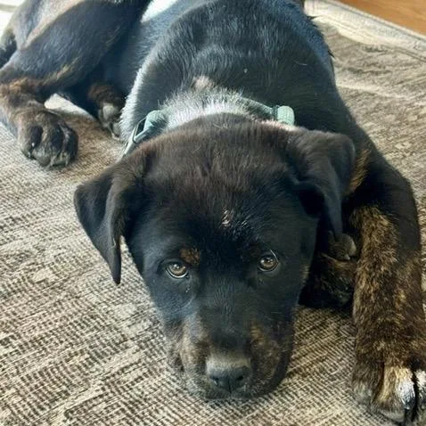 A baby medium-sized male Brown / Chocolate Mixed Breed dog named Rancher for adoption in Buffalo, MN