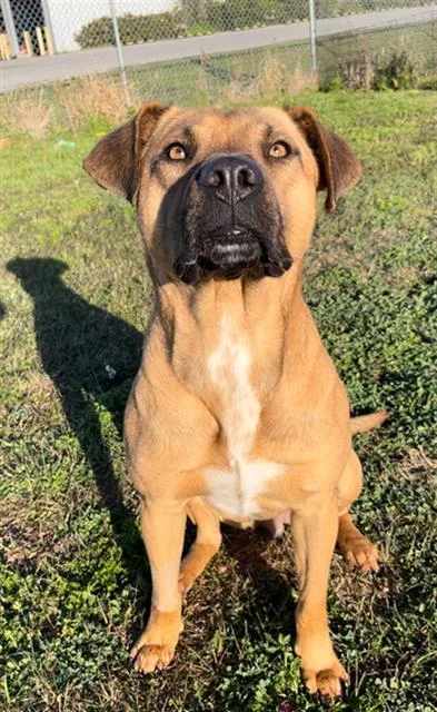 An adult medium-sized male Black Mouth Cur dog named Deacon for adoption in Rosenberg, TX