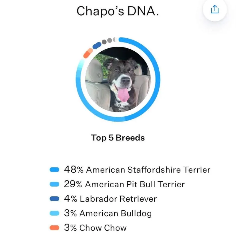 Chapo thumbnail 5