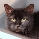 A senior large-sized female Black Domestic Short Hair cat named Honey Pie for adoption in Hilliard, OH