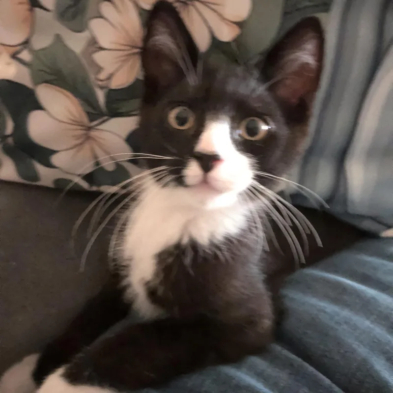 A baby medium-sized male Black & White / Tuxedo Domestic Short Hair cat named Flint for adoption in Washington, PA