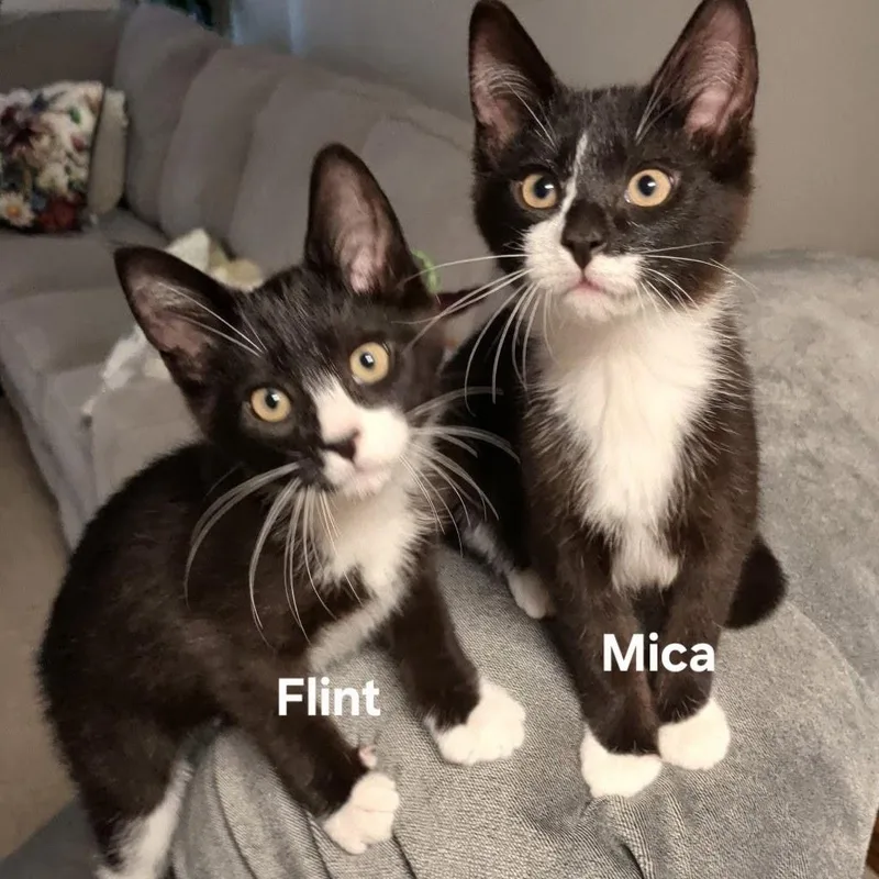 Flint thumbnail 4