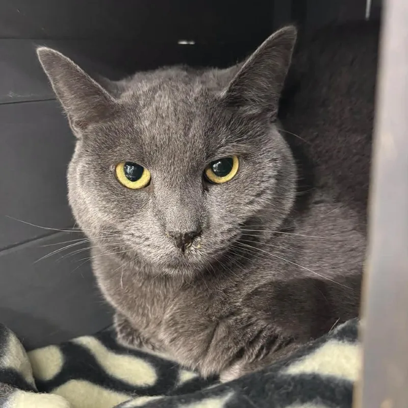 An adult medium-sized female Gray / Blue / Silver Domestic Short Hair cat named Tori for adoption in Hamburg, NY