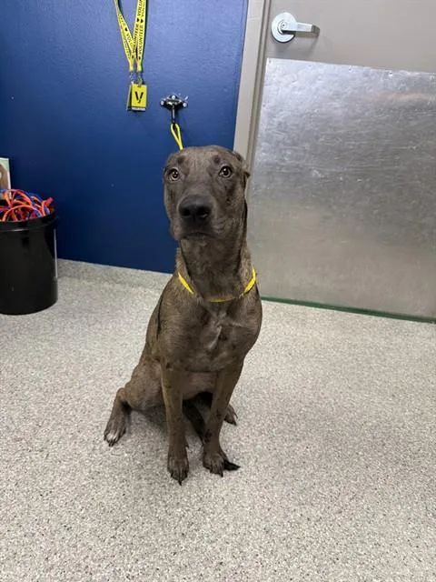 A young large-sized female Catahoula Leopard Dog dog named A for adoption in Pasadena, TX