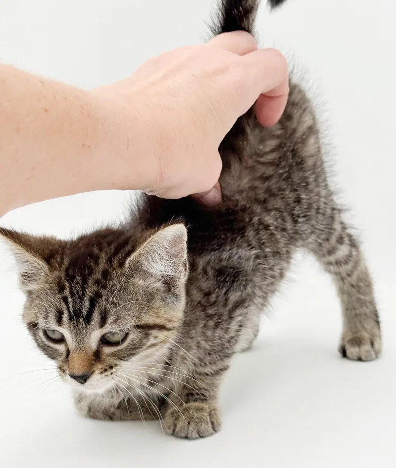 Petunia is petite and thumbnail 5