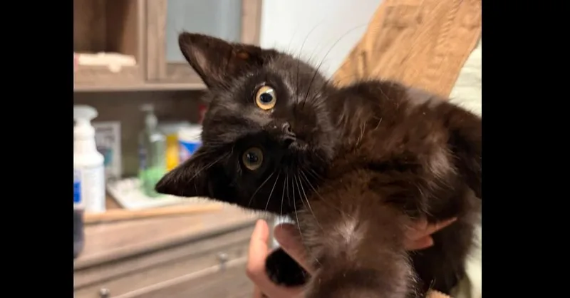 Comet thumbnail 2