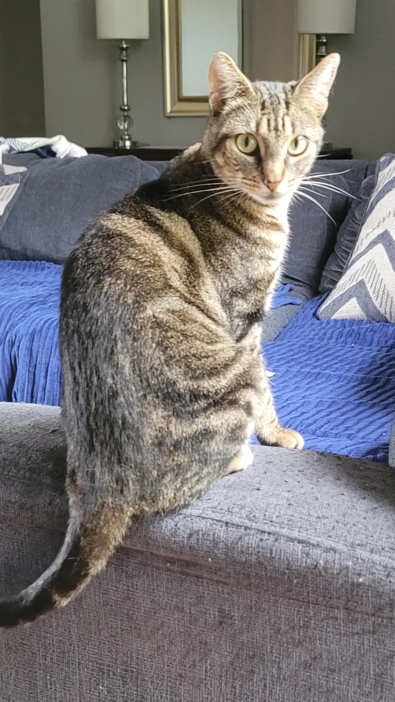 An adult medium-sized female Tabby (Brown / Chocolate) American Shorthair cat named Ainsley for adoption in Orlando, FL
