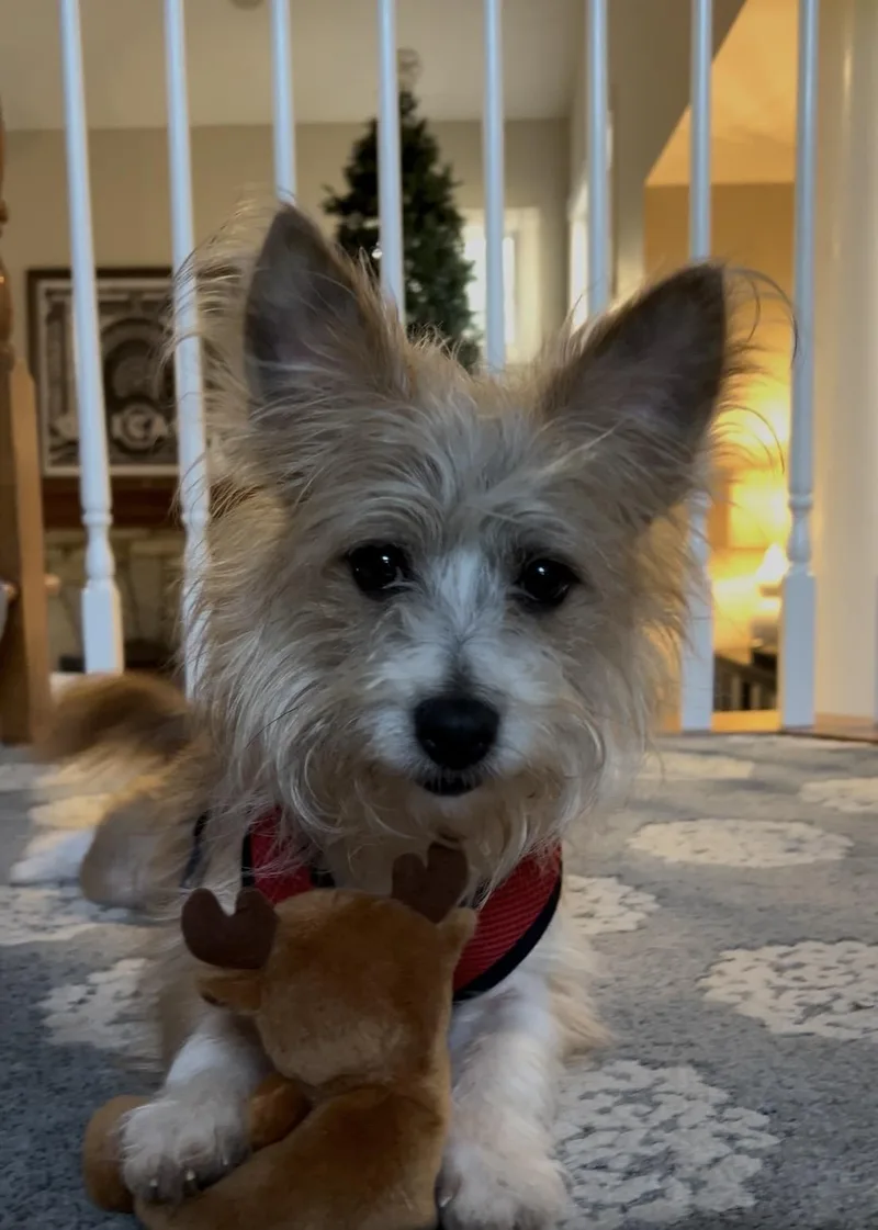 Oliver