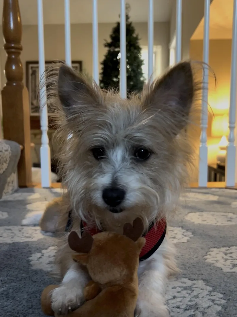 Oliver thumbnail 3
