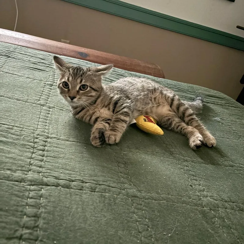 A baby small-sized male Brown / Chocolate Domestic Short Hair cat named Mace for adoption in Waynesboro, PA