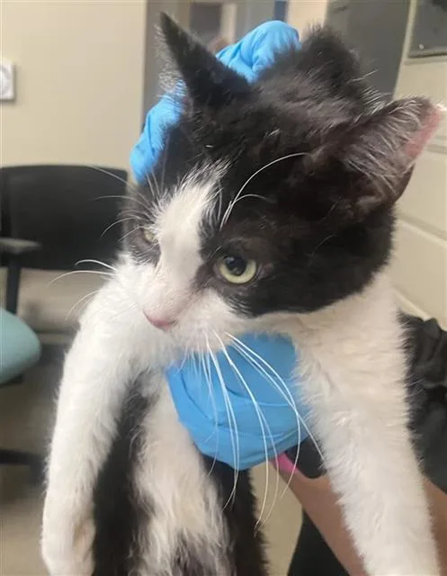 An adult small-sized male Domestic Short Hair cat named Shy Guy for adoption in San Antonio, TX