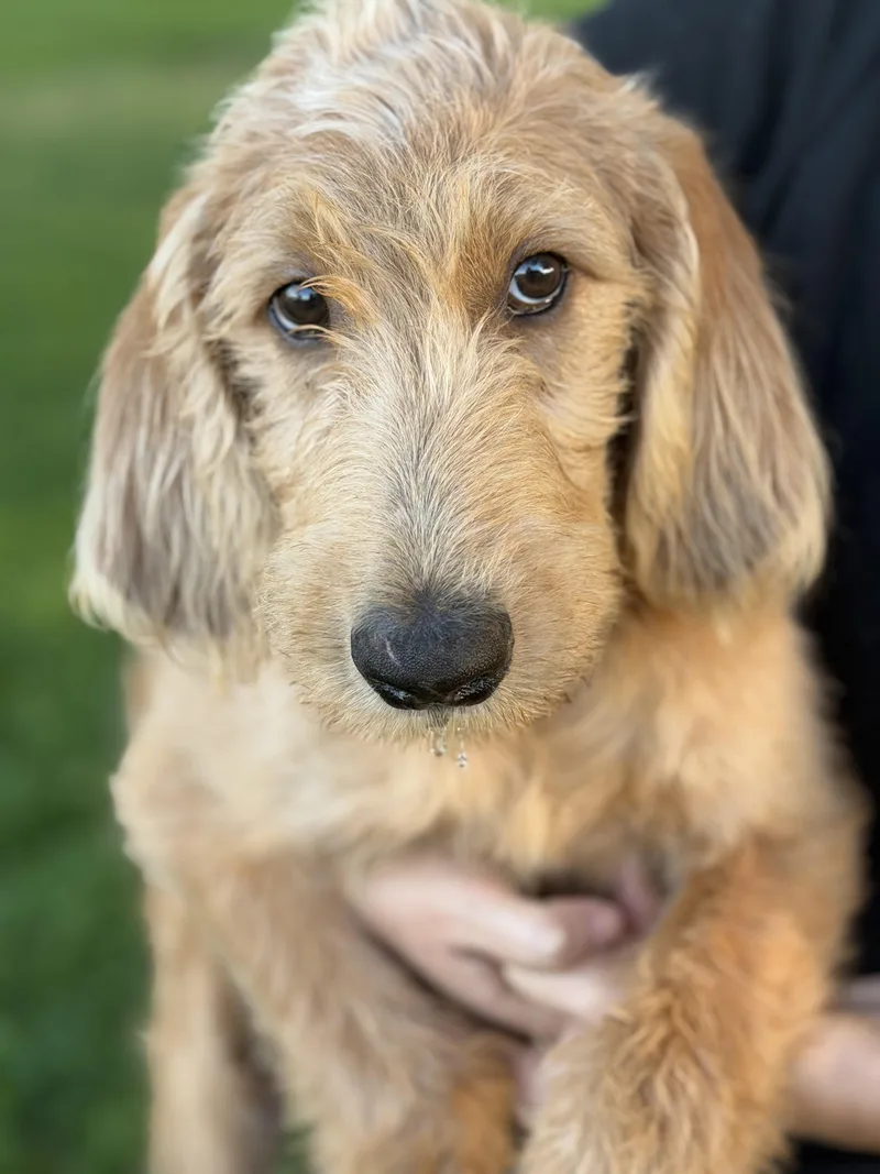 A baby large-sized male Labradoodle dog named Brody for adoption in Yuba City, CA