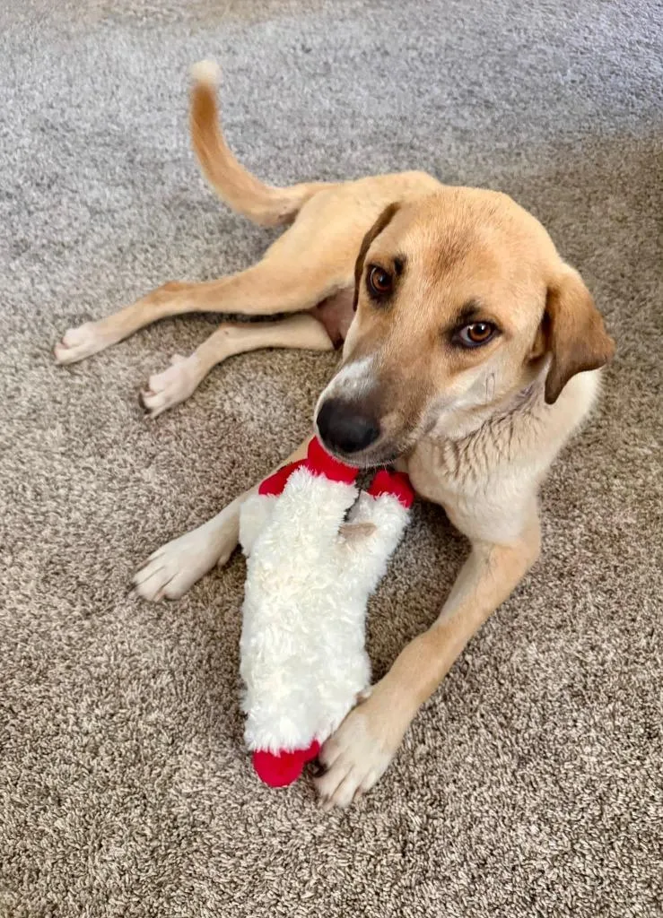 A young medium-sized female Carolina Dog dog named Skye for adoption in Mesa, AZ