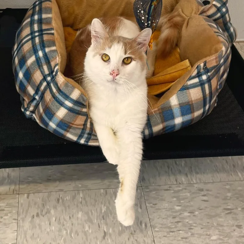 An adult large-sized male Orange / Red Domestic Medium Hair cat named Sindri for adoption in Binghamton, NY