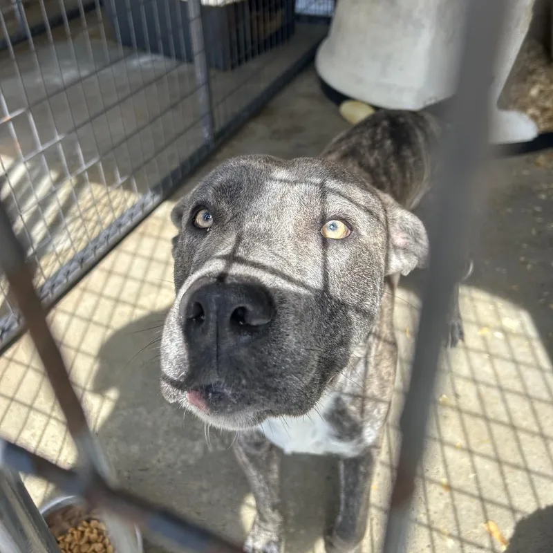 Sterling thumbnail 2