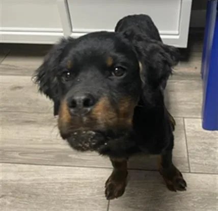 A young small-sized male Rottweiler dog named Rex for adoption in Redlands, CA