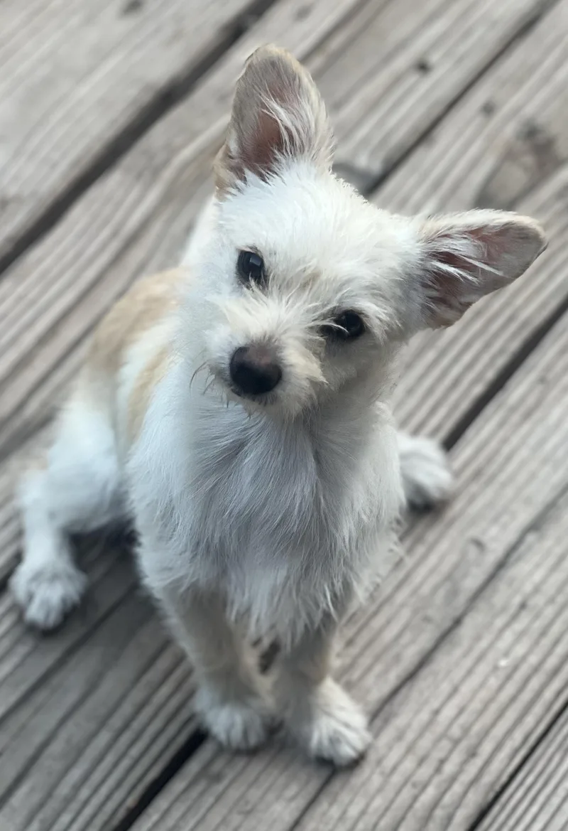 A baby small-sized male Terrier dog named Truffles for adoption in Encino, CA