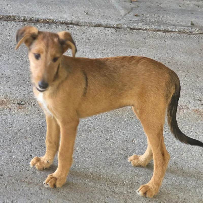 A baby medium-sized female Yellow / Tan / Blond / Fawn Airedale Terrier dog named Hunter for adoption in Wiggins, MS