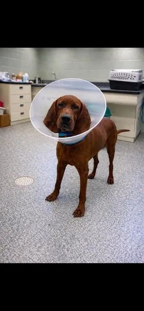 An adult large-sized male Redbone Coonhound dog named Karmine for adoption in Westminster, MD
