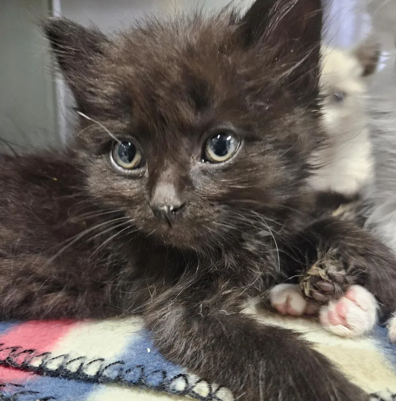 Matilda