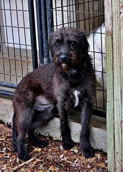 An adult medium-sized female Schnauzer dog named Millie for adoption in Morton Grove, IL