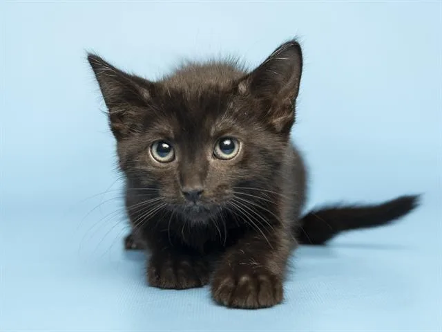A baby small-sized female Domestic Short Hair cat named Margo for adoption in Phoenix, AZ