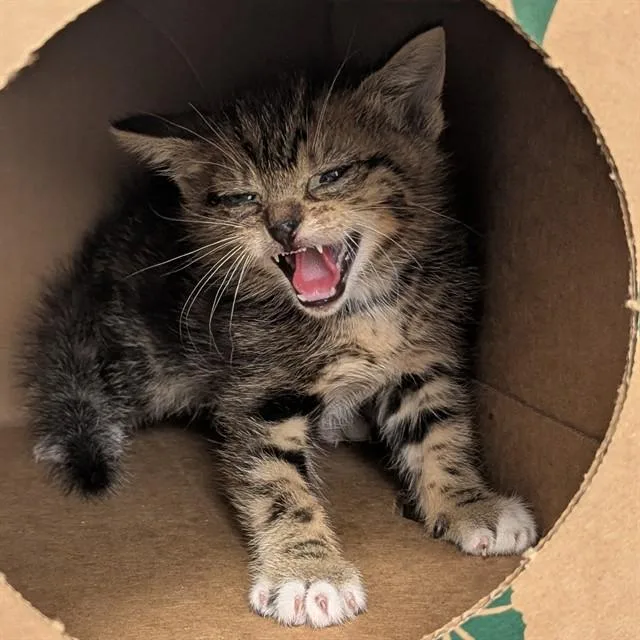 A baby small-sized male Domestic Short Hair cat named Habanero for adoption in Olivette, MO