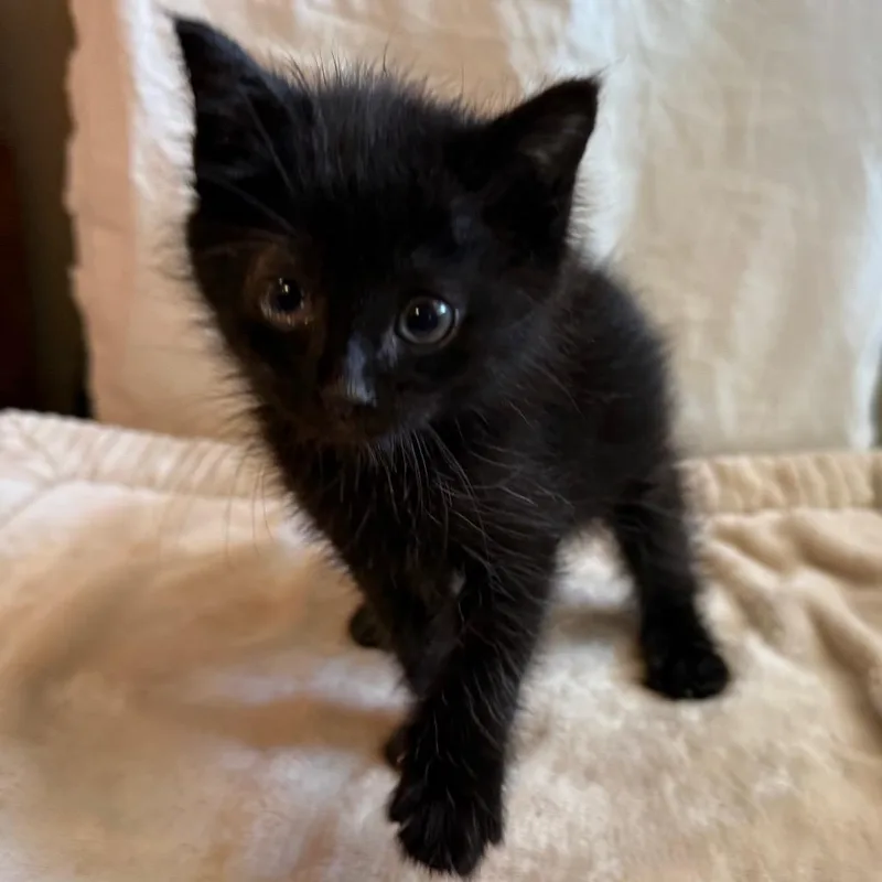 A baby small-sized female Black Domestic Short Hair cat named Fredricksburg for adoption in Stephenville, TX