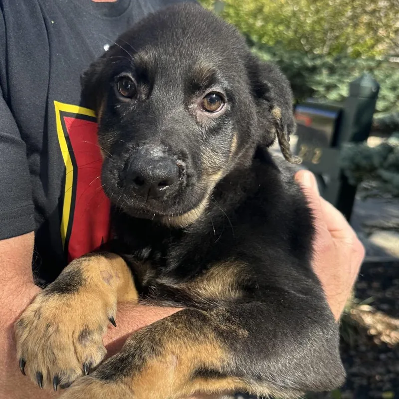 A baby large-sized female Black German Shepherd Dog named Peeper for adoption in Richmond, VA