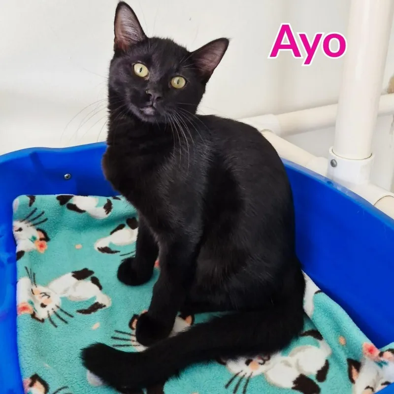 A baby medium-sized female Domestic Short Hair cat named Ayo for adoption in North Saint Paul, MN