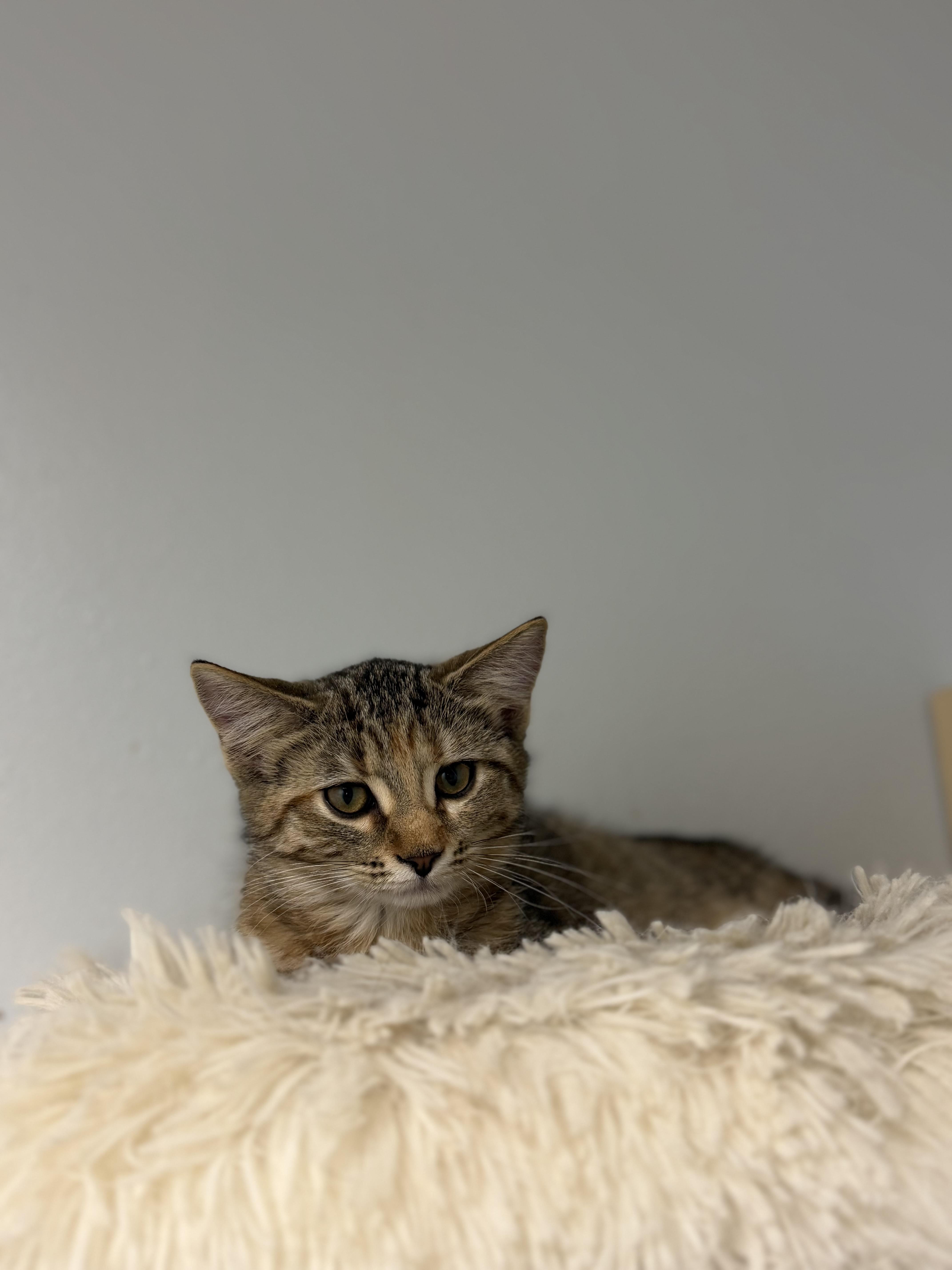 A baby medium-sized female Tabby (Brown / Chocolate) Domestic Short Hair cat named Onion for adoption in Dodgeville, WI