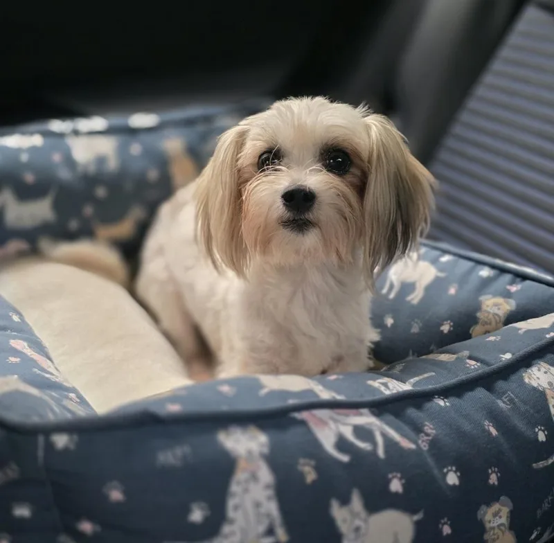 A young small-sized female Maltese dog named Molly for adoption in Bonifay, FL