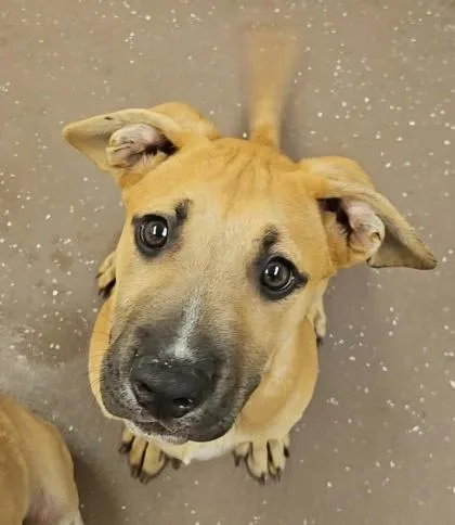 A baby small-sized male Shepherd dog named Luke for adoption in South Bend, IN