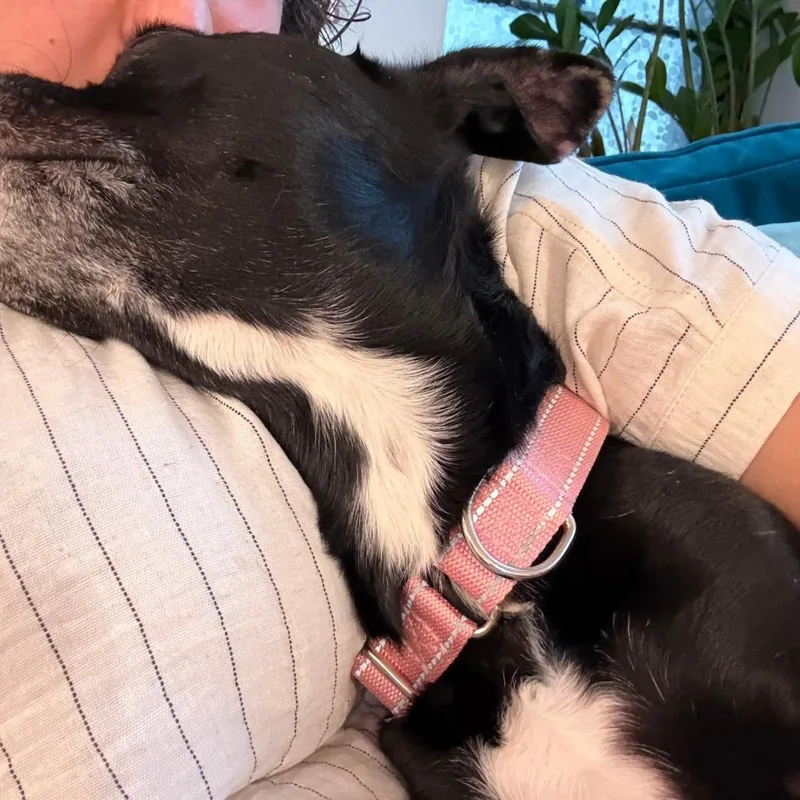 An adult small-sized female Black Mixed Breed dog named Lonnie for adoption in Staten Island, NY