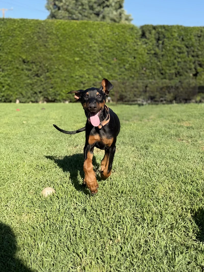Finn