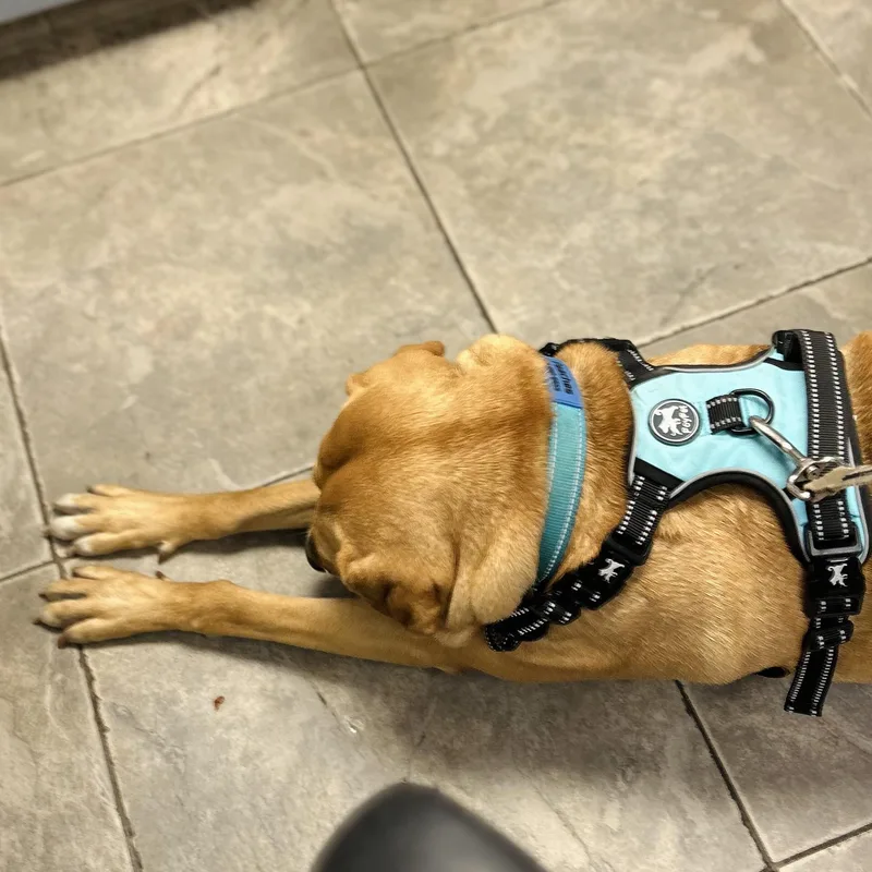 A young large-sized female Golden Rhodesian Ridgeback dog named Peaches for adoption in Seguin, TX