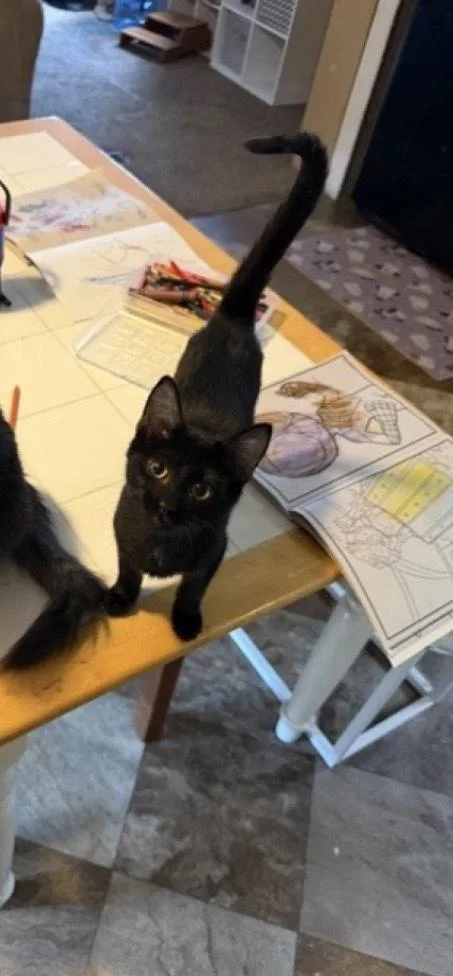 A baby medium-sized male Black Domestic Short Hair cat named Black Jack for adoption in Lafayette, CO