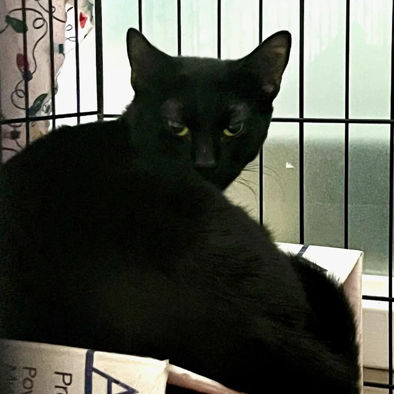 An adult medium-sized male Black Domestic Short Hair cat named Alder for adoption in Tacoma, WA