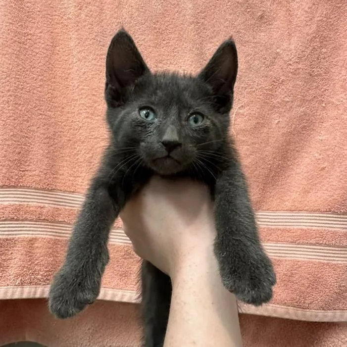 A baby small-sized male Gray / Blue / Silver Domestic Short Hair cat named Gus for adoption in Long Beach, CA