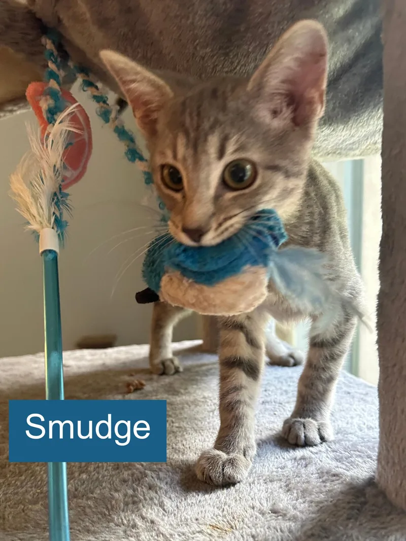 Smudge