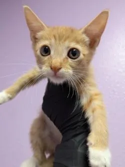 A baby small-sized male Orange / Red Domestic Short Hair cat named 61758752 for adoption in El Paso, TX