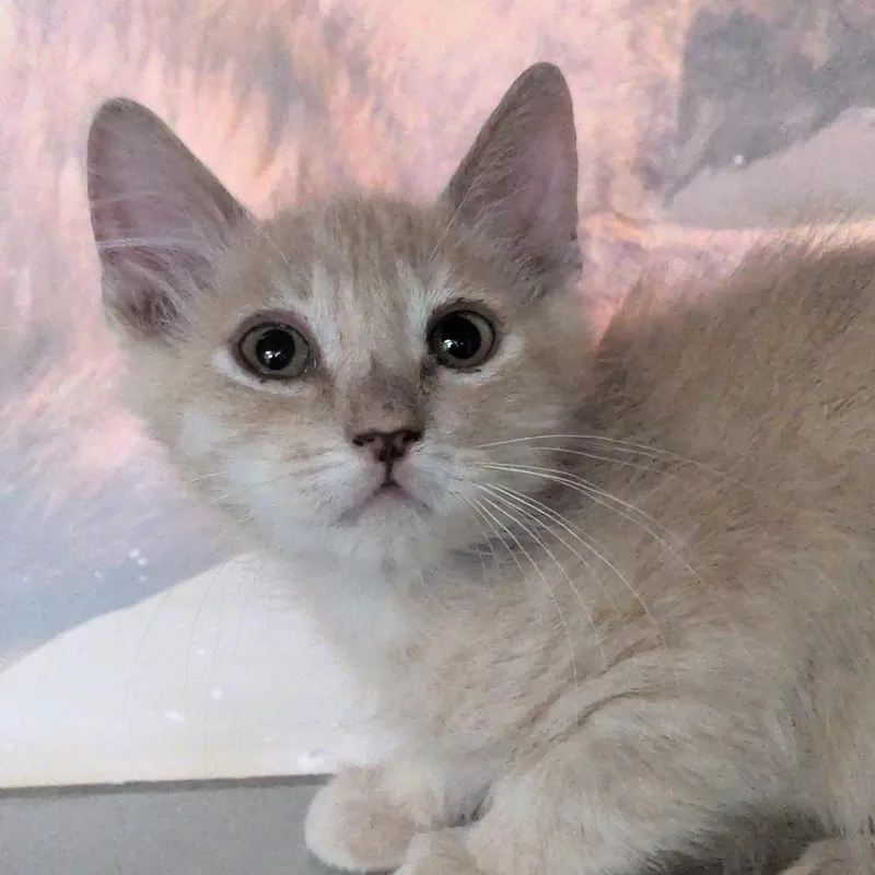 A baby small-sized male Buff / Tan / Fawn Domestic Short Hair cat named Jellyfish for adoption in Reno, NV