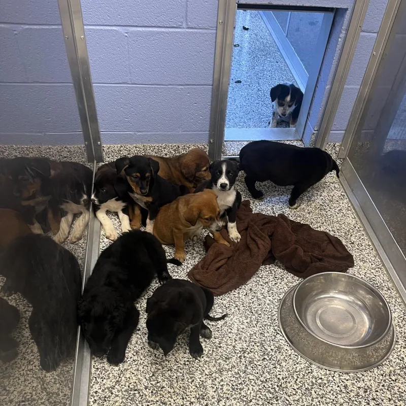 A baby large-sized female Black Mixed Breed dog named Ghost for adoption in Madisonville, TN