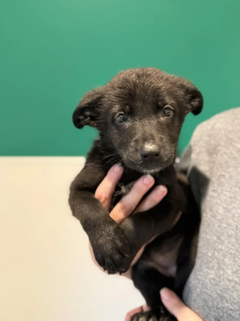 A baby medium-sized female Black German Shepherd Dog dog named Fern for adoption in Blue Springs, MO